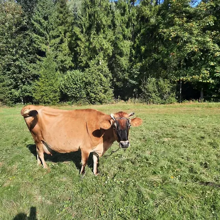 Dom Salamandra Z Panorama Gor Apartment