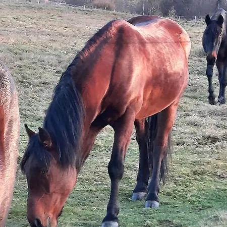 Dom Salamandra Z Panorama Gor アパート ライツァ