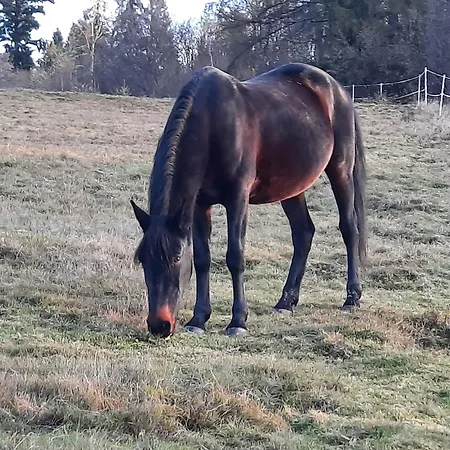 Dom Salamandra Z Panorama Gor