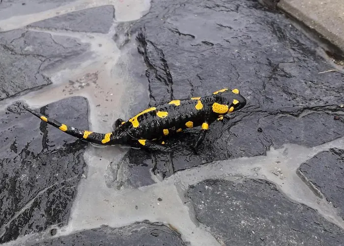 Apartmán Dom Salamandra Z Panorama Gor *