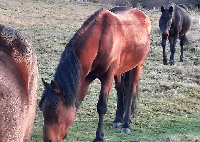 Dom Salamandra Z Panorama Gor Apartmán Rajcza