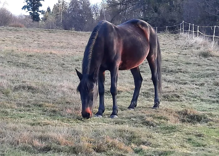 Dom Salamandra Z Panorama Gor